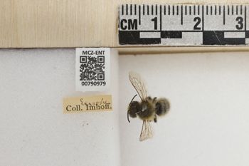Media type: image;   Entomology 790979 Aspect: Labels